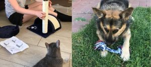 side by side: someone assembling a cat scratching post with a grey cat watching. The second image is of a dog on green grass, looking down at a blue, white and red chew toy.
